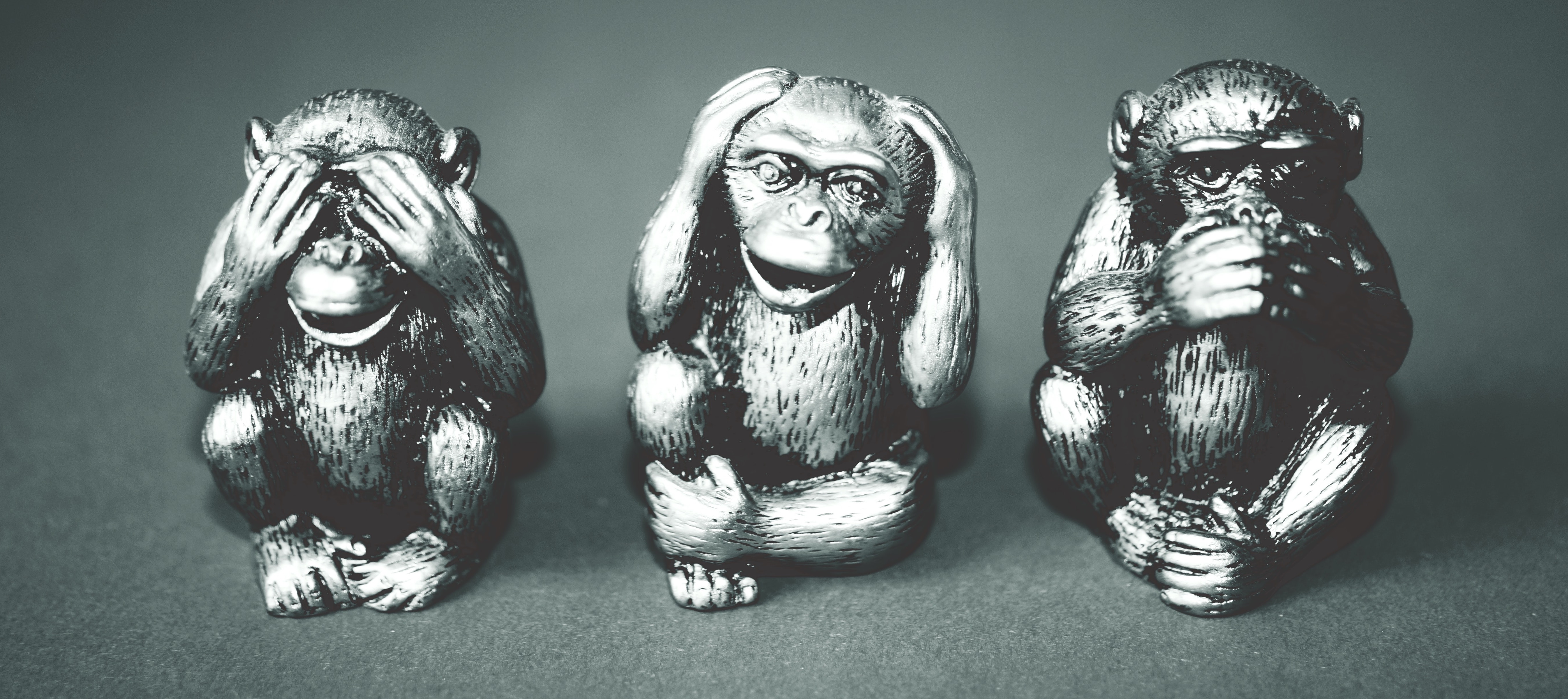 Three monkeys ignore risks